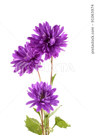 Violet asters isolated on white Violet asters isolated on white 91063974