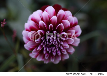 Growing dahlia flower 91063987