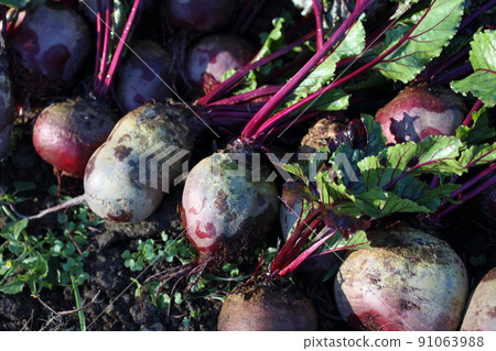 Beets harvest on field background 91063988