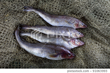 Saffron cod on net Saffron cod on net 91063993