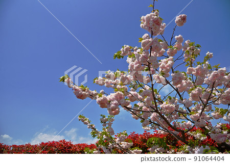 櫻花樹。 91064404