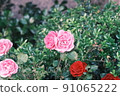 Do you like rose flowers? 91065222