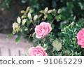 I like roses 91065229