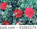 The rose is beautiful 91065274