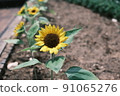 Sunflowers are also a symbol of summer, aren't they? 91065276