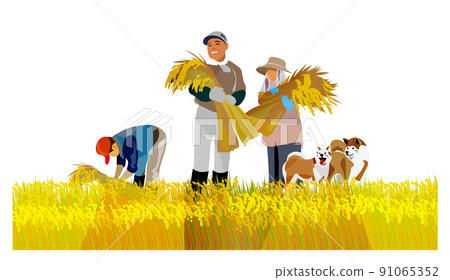 一個美麗的日本山村，有一座古老的民居。人們在秋收的時候努力收割稻穀。它是 91065352