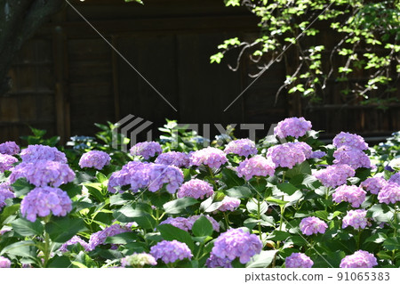 Hydrangea Festival 91065383