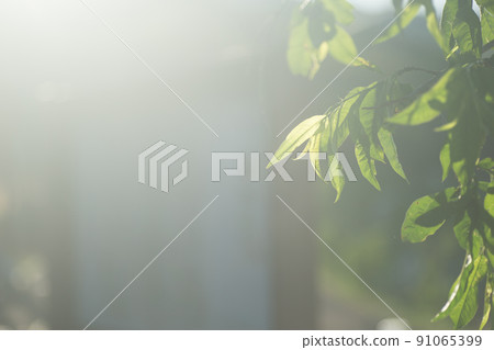 Dazzling light and leaves 91065399