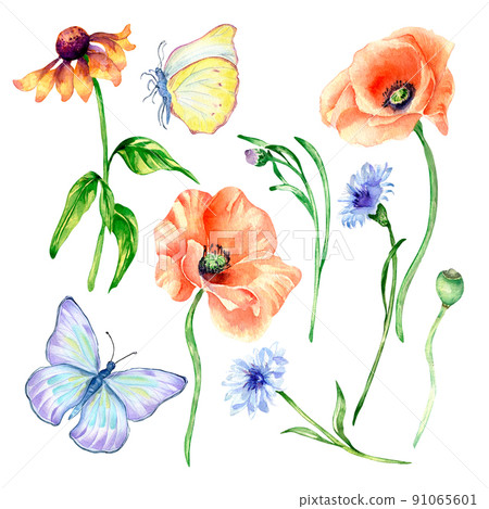 Set of poppy, meadow flowers, butterfly watercolor isolated 91065601