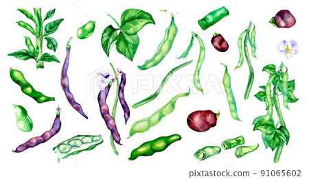 Black beans pod, green haricot watercolor illustration 91065602