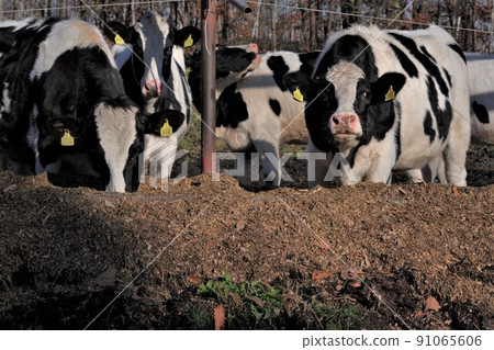 荷斯坦奶牛 1 91065606