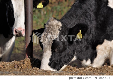 Holstein dairy cow 2 Holstein dairy cow 2 91065607