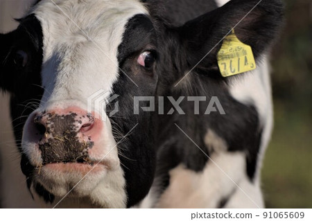 Holstein dairy cow 4 91065609