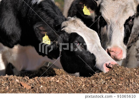 Holstein dairy cow 5 91065610
