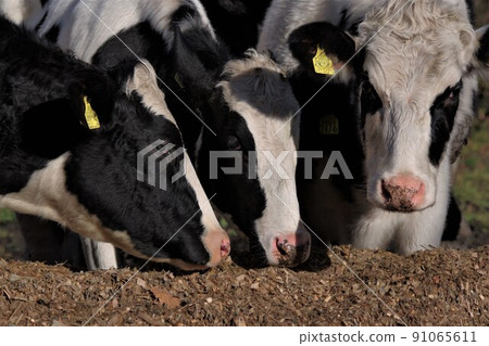 Holstein dairy cow 6 91065611