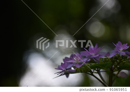 在雨季開花的紫色繡球花 91065951