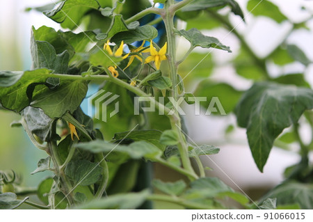Tomato stems grown in the vegetable garden 91066015