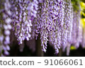 紫藤 91066061
