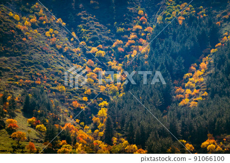 Autumn trees on mountain slope Autumn trees on mountain slope 91066100