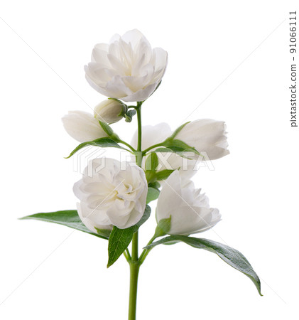 Jasmine flower, isolated on white background. Branch of white terry jasmine flowers. 91066111