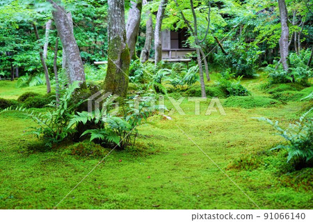 京都嵯峨野的金王寺（6月拍攝） 91066140