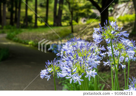 Mauve flowers in full bloom Agapanthus Mauve flowers in full bloom Agapanthus 91066215
