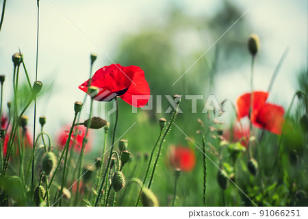 Red spring poppy 91066251
