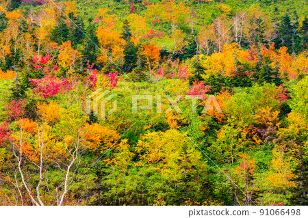 Tsugaike Nature Garden (Autumn) 91066498