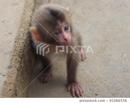 Is not it cute 91066556