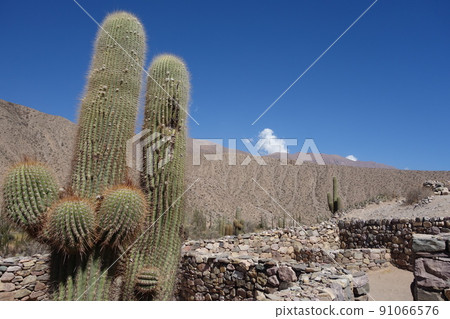 Cactus and colored mountain on back, in Pucara de tilcara, Jujuy, Argentina. desert landscape Cactus and colored mountain on back, in Pucara de tilcara, Jujuy, Argentina. desert landscape 91066576