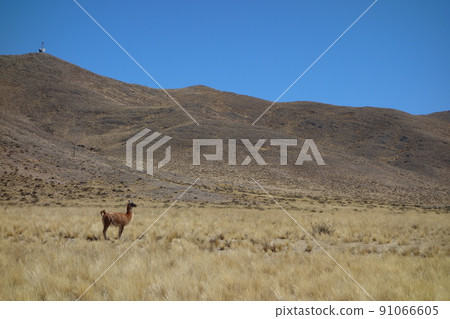 Solitary llama on yellow desert field on Andes mountains 91066605