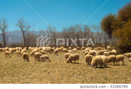Flock of sheep grazing on the dry field 91066766