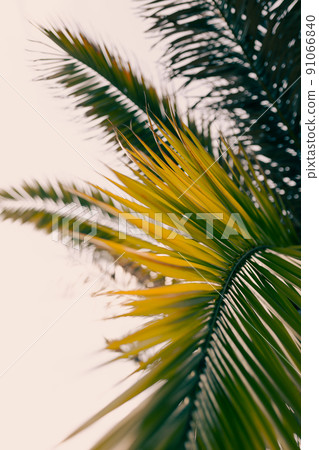 Leaves of palm tree on blue sky, summertime travel background. Tropical nature banner. Template for business, covers, cosmetics packaging, interior decoration, phone case. 91066840