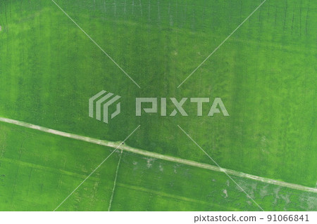 Green rice Fileds aerial view Thailand countryside Green rice Fileds aerial view Thailand countryside 91066841