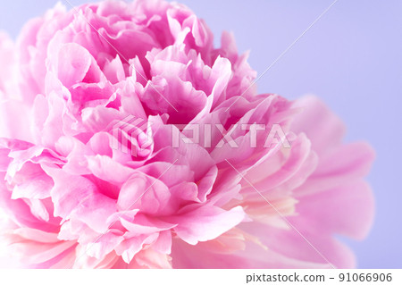 Delicate pale pink peony flower close up. Delicate pale pink peony flower close up. 91066906