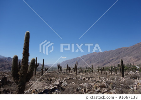 Cactus and colored mountain on back, in Pucara de tilcara, Jujuy, Argentina. desert landscape Cactus and colored mountain on back, in Pucara de tilcara, Jujuy, Argentina. desert landscape 91067138