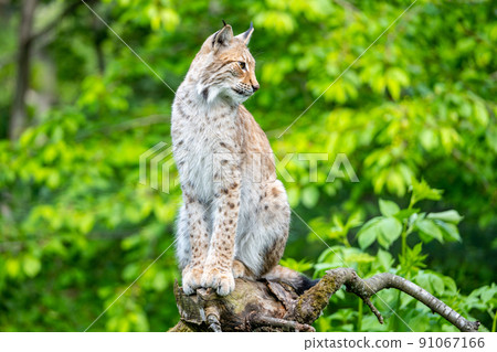 Wild lynx in natural habitat Wild lynx in natural habitat 91067166