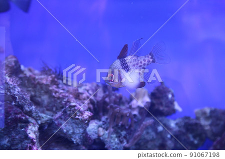 Underwater landscape with Sphaeramia nematoptera and coral reef. Blue clear water of the tropical sea. The seabed and marine life. Calm natural background. High quality photo Underwater landscape with Sphaeramia nematoptera and coral reef. Blue clear water of the tropical sea. The seabed and marine life. Calm natural background. High quality photo 91067198