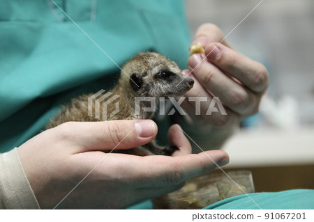 Close-up of manual feeding. A veterinarian feeds a baby meerkat, which the mother refused. High quality photo Close-up of manual feeding. A veterinarian feeds a baby meerkat, which the mother refused. High quality photo 91067201