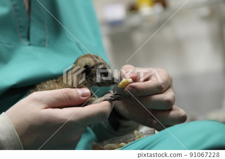 A veterinarian feeds a baby meerkat, which the mother refused. Close-up of manual feeding. High quality photo A veterinarian feeds a baby meerkat, which the mother refused. Close-up of manual feeding. High quality photo 91067228