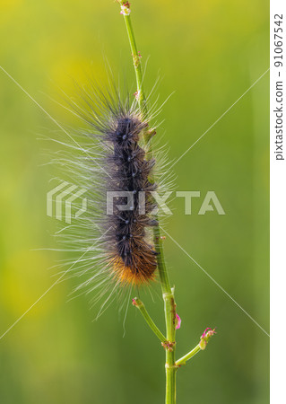 Brown bear - Arctia caja, caterpillar 91067542