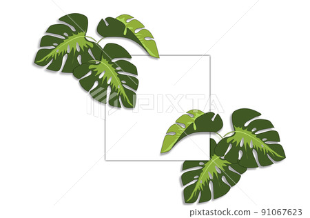 Frame and tropical leaves Monstera on white background a space for text. Frame and tropical leaves Monstera on white background a space for text. 91067623