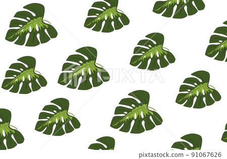 Tropical leaves pattern. Green leaf monstera seamless. Tropical leaves pattern. Green leaf monstera seamless. 91067626