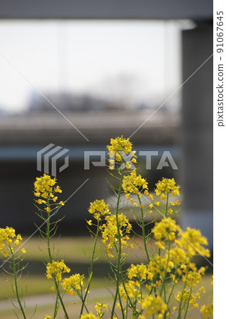 Rape blossoms blooming on the embankment 91067645