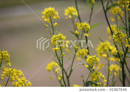 Rape blossoms blooming on the embankment 91067646
