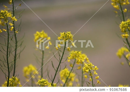 Rape blossoms blooming on the embankment Rape blossoms blooming on the embankment 91067686