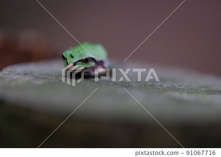 Tree frog on a log 17 91067716