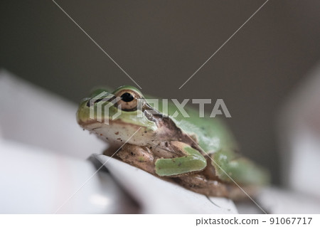 Tree frog 1 91067717