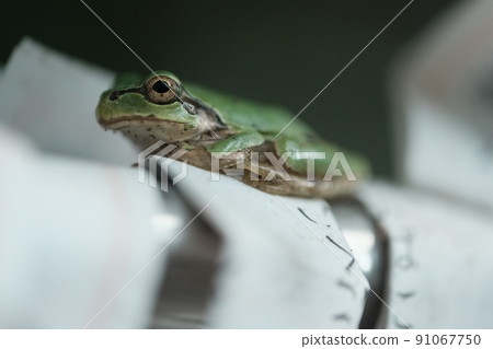 樹蛙 4 91067750