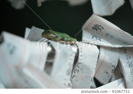 樹蛙 5 樹蛙 5 91067752